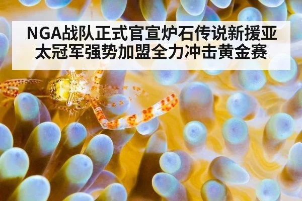 NGA战队正式官宣炉石传说新援亚太冠军强势加盟全力冲击黄金赛